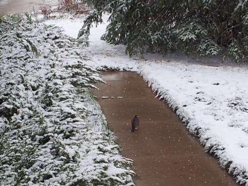 And one very confused robin